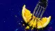 Crescent Under Pressure A fork pins a citrus wedge until its segments split apart, mirroring the private strain of going sil