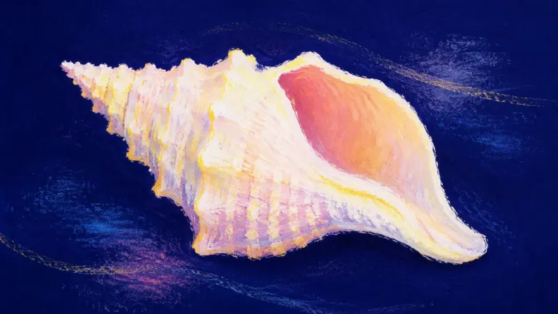 Open Signal A conch shell restored to an open, balanced form, representing direct communication and steadier,