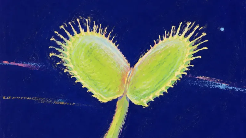 Clarity Before Closure An open, balanced Venus flytrap represents decision anxiety resolved through pausing, testing, and