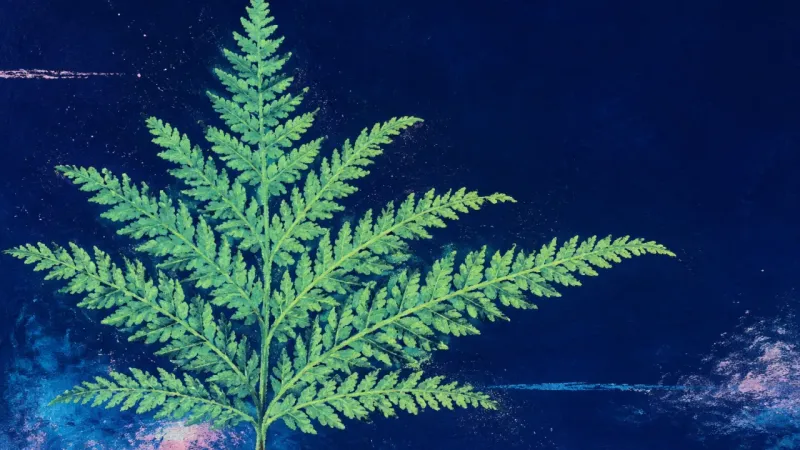 Practice Unfurled An unfurled fern in balanced order, representing revision anxiety resolved through one small fix and