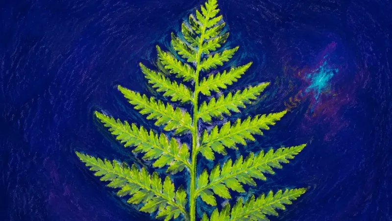 Ambition Unfurled An unfurled fern in balanced order, representing career ambition guided by personal criteria,cury,il