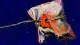 Pending Permission A tea bag cinched and torn by its own string, symbolizing guilt-driven waiting for family changeベ