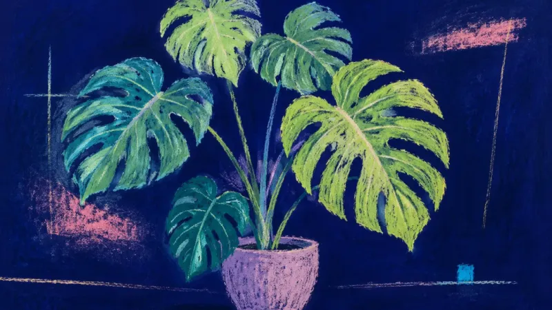 An unfurled monstera plant represents post-breakup belonging restored through reciprocal friendships