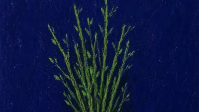 A figure grips a tall bundle of green branches in an open field, body mostly hidden by the load against graphite shadow